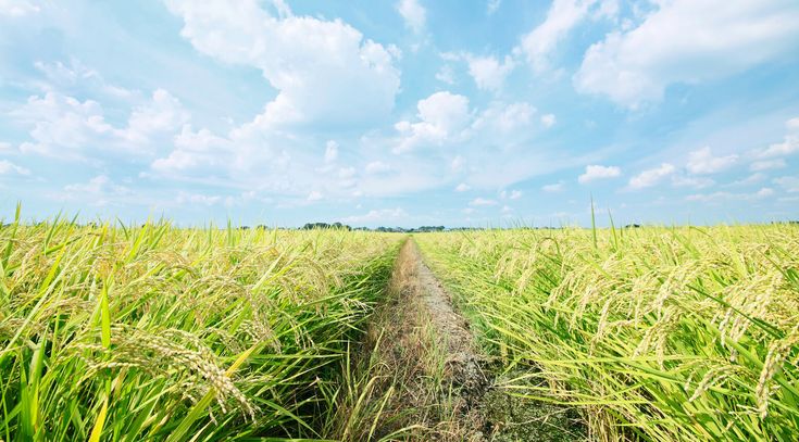 ein Weg führt durch ein Gerstenfeld